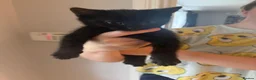 Mixed Breed cats for sale: 4 wee kittens for sale in Newry - Advert 3