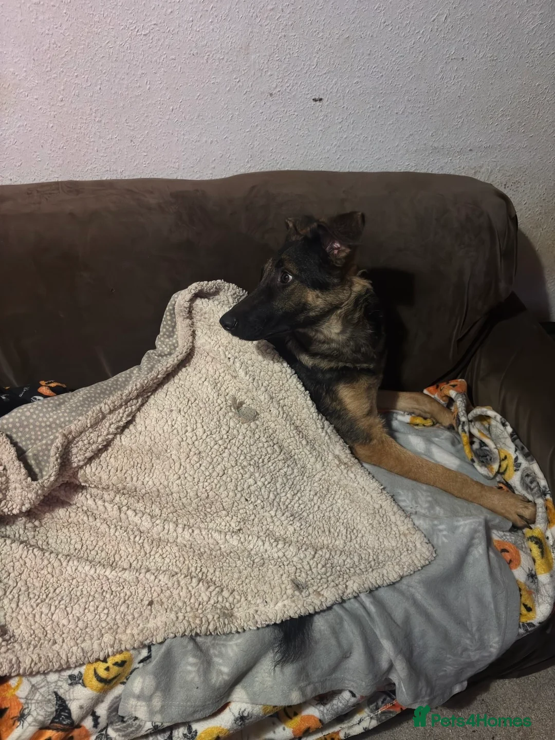 Mixed Breed dogs for sale: German sheppadoodle open to offers, need gone asap - Advert 4