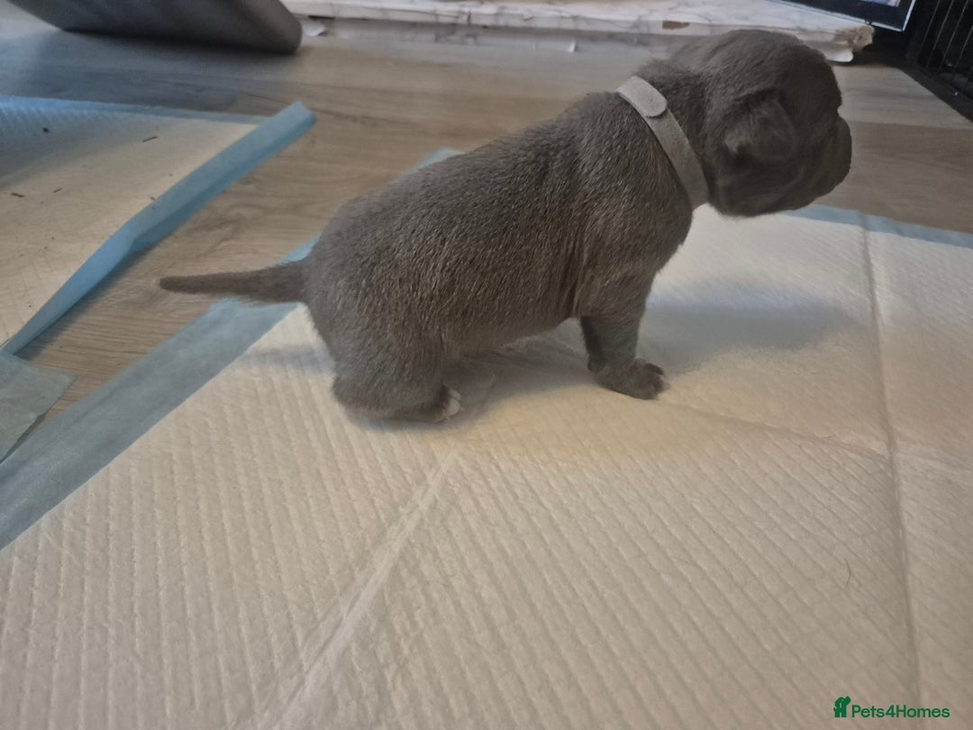 Staffordshire Bull Terrier dogs for sale: 5 staffordshire bull terrier puppies  - Advert 18