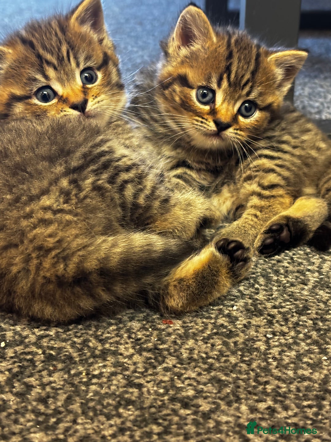 Mixed Breed cats for sale: Boy ( mom Scotish straight, dad mix )  - Image 1