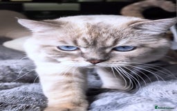 Scottish Fold cats for sale: Scottish Straight  - Image 11