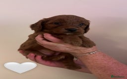 Cockapoo dogs for sale: **REDUCED** READY TO GO GIRL MINIATURE COCKAPOOS  - Image 16