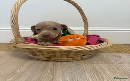 Miniature Dachshund dogs for sale: Minature dachshund pups  - Image 5