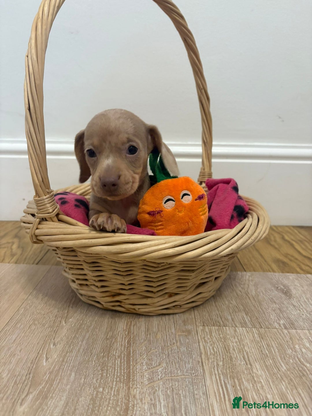 Miniature Dachshund dogs for sale: Minature dachshund pups  - Image 5