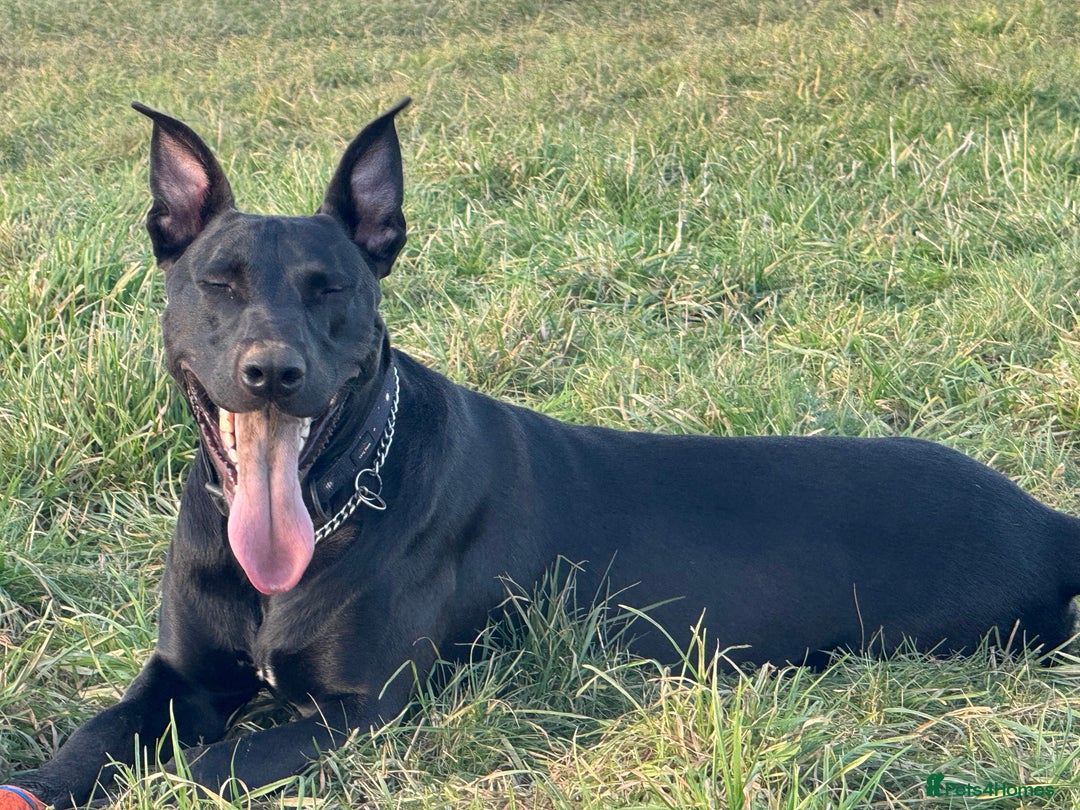 Mixed Breed dogs for sale: German shepherd cross staff  - Advert 5