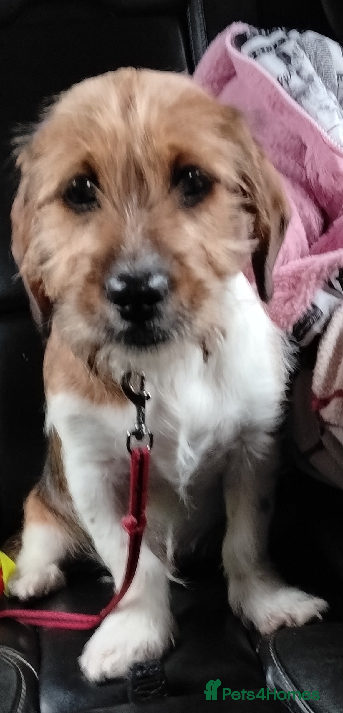 Mixed Breed dogs Shweenie pup looking for forever home - Advert 1