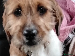 Mixed Breed dogs Shweenie pup looking for forever home - Advert 2