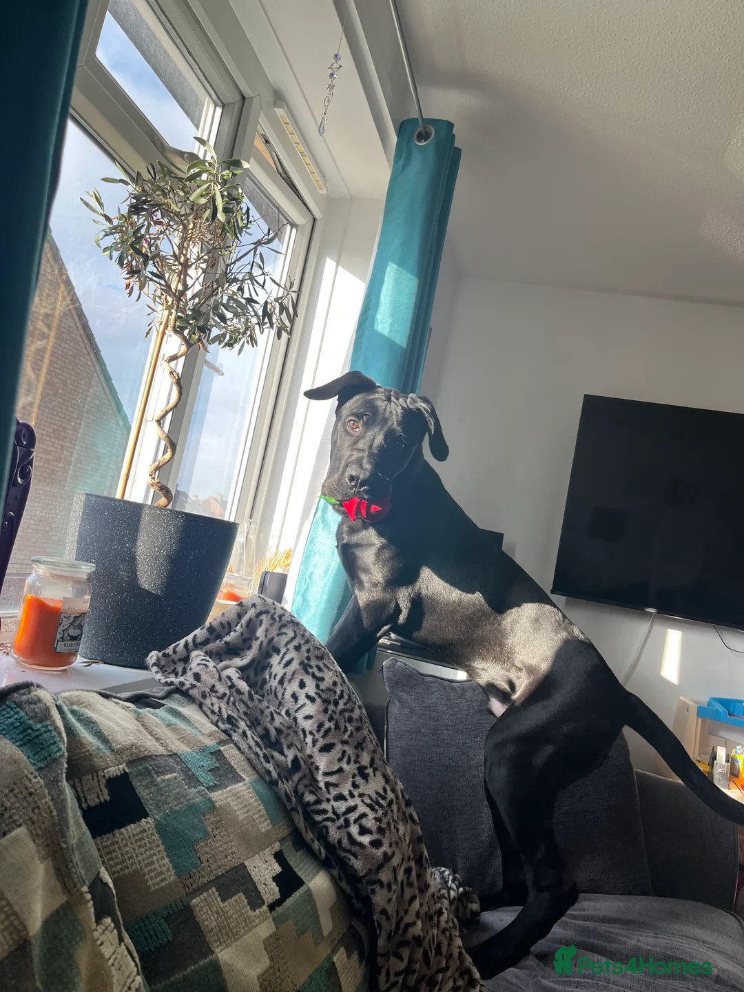 Cane Corso dogs for sale: Rehome for Cane Corse  in Peterborough - Advert 1