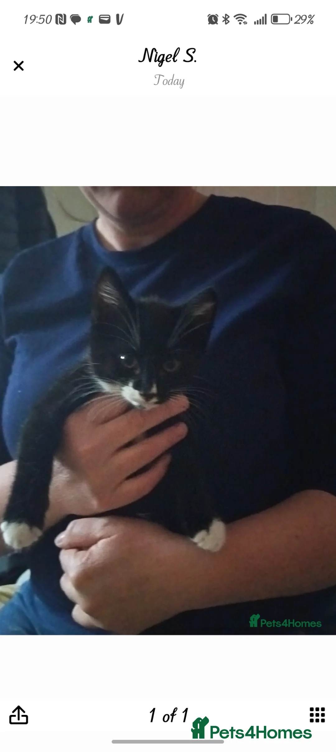 Mixed Breed cats for sale: Tuxedo Kitten - Advert 3