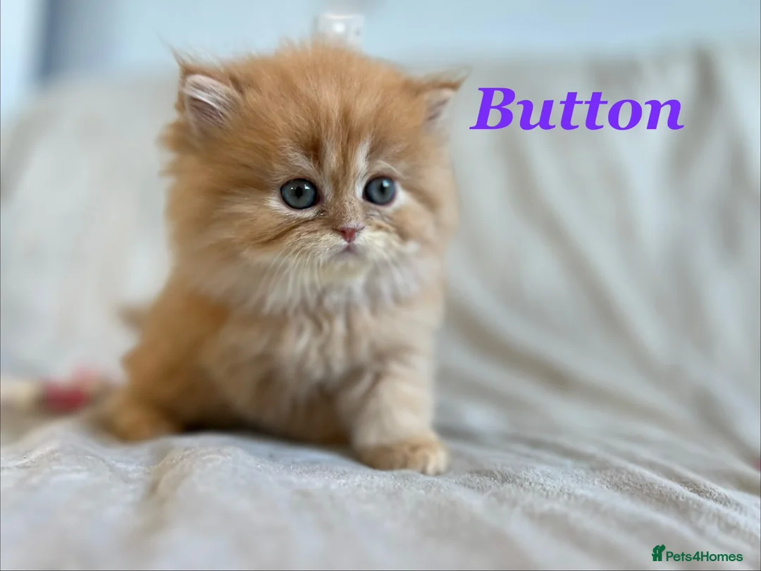 Persian cats for sale: 5 Beautiful Pure Persian Kittens - Advert 15