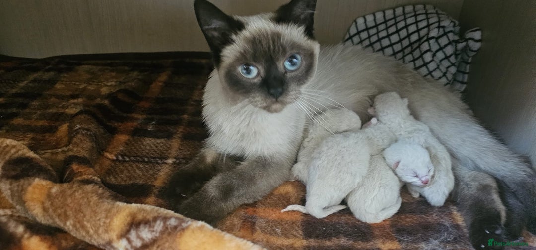 British Shorthair cats for sale: British shorthair kittens purebred  in Gloucester - Image 6