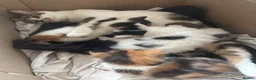 Domestic Shorthair cats for sale: 3 short haired kittens  - Advert 5