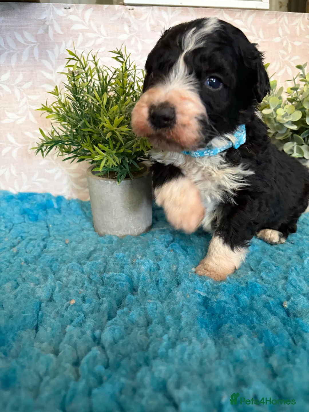 Bernedoodle dogs for sale: 🌸 Stunning Standard Bernedoodles 💙 - Advert 14