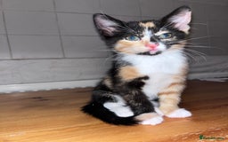 Mixed Breed cats for sale: Beautifully unique kittens - Image 7