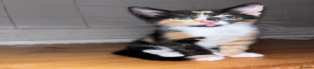 Mixed Breed Kitten 2