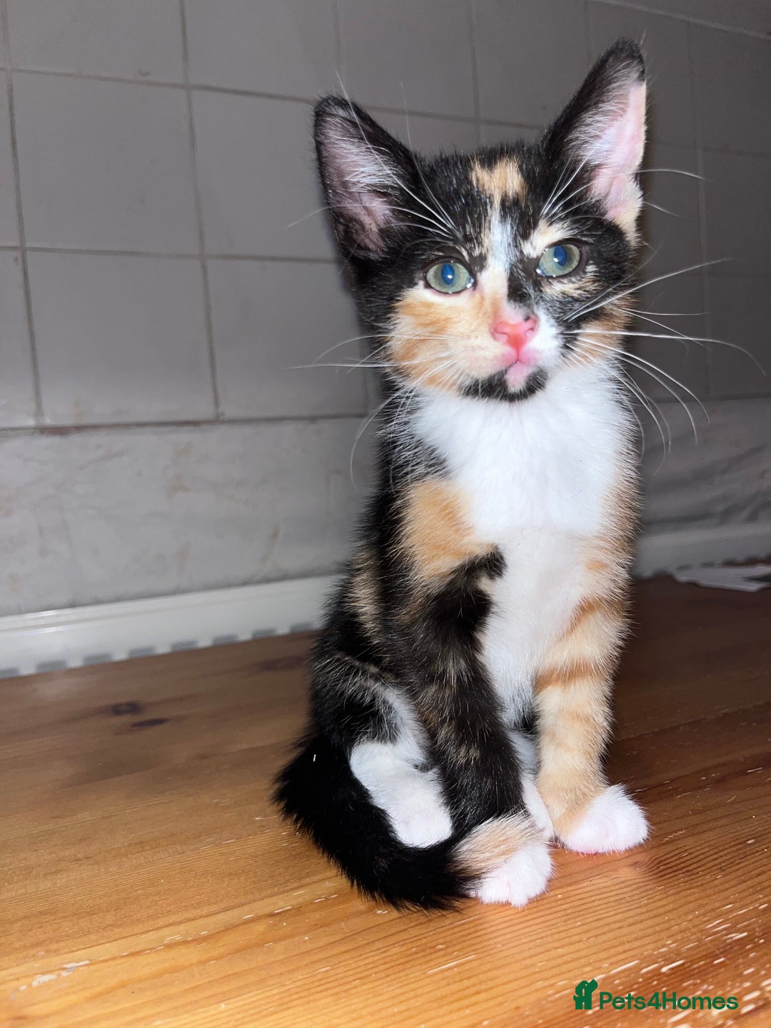 Mixed Breed cats for sale: Beautifully unique kittens - Image 7