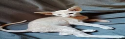 Oriental cats for sale: Oriental Siamese kittens gccf - Advert 25