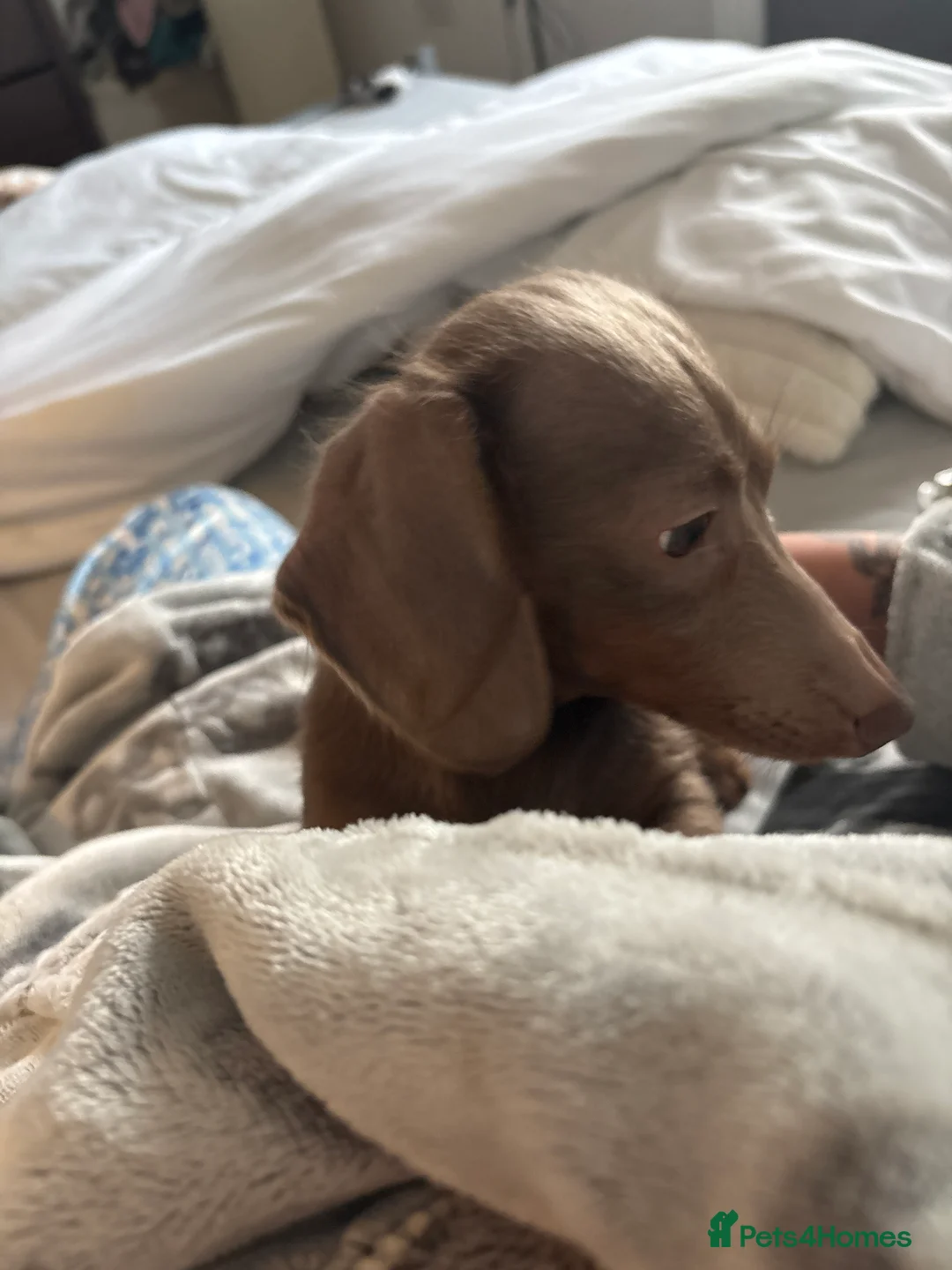 Miniature Dachshund dogs for sale: Long haired mini dachshund looking for forever hom - Advert 6