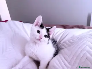 Domestic Shorthair cats Boy kitten in Manchester - Advert 6