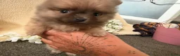 Pomeranian dogs for sale: Teddy bear Pomeranian  **  fluffy Poms  - Advert 7