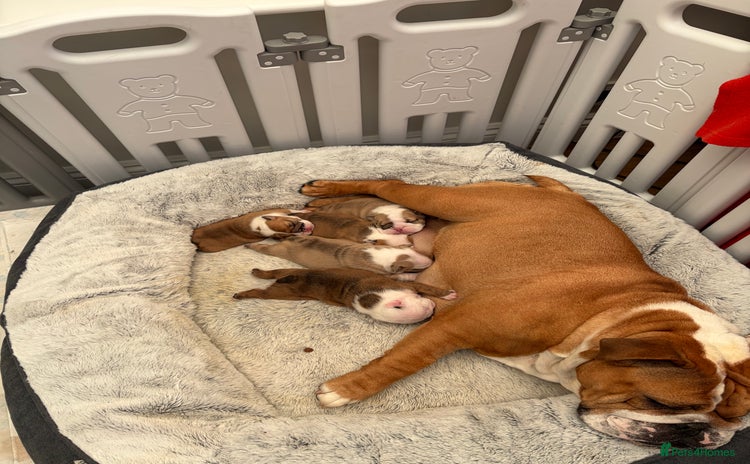 English Bulldog dogs Bulldog puppies  - Advert 1