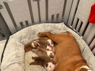 English Bulldog dogs Bulldog puppies - Advert 1