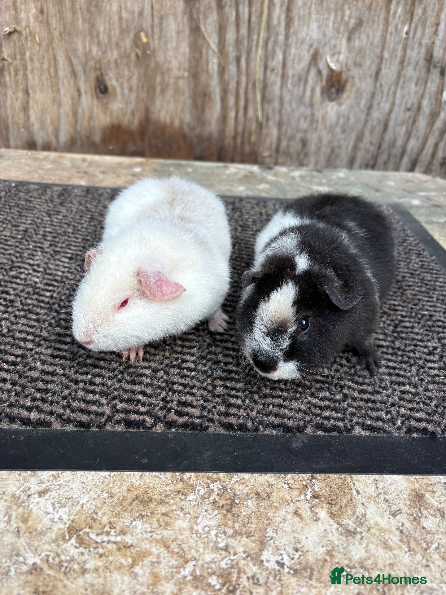 Guinea Pig rodents Teddy Guinea pigs - Advert 2
