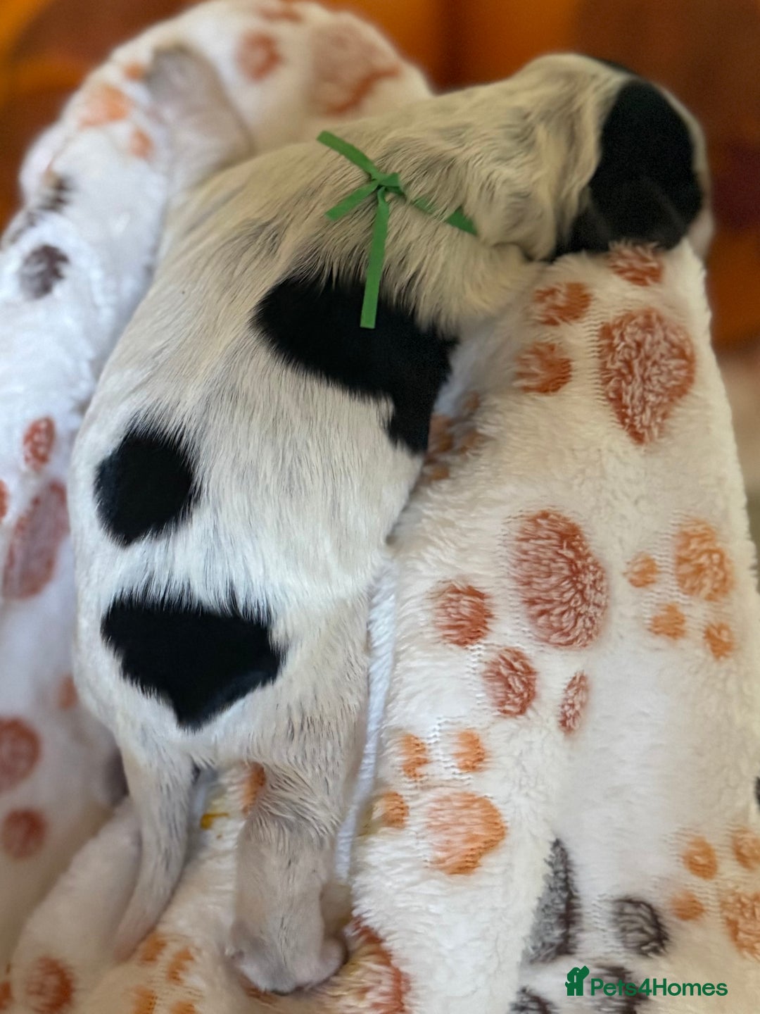 Cocker Spaniel dogs for sale: Stunning 5 Star KC  Show Cocker Spaniels - Image 5