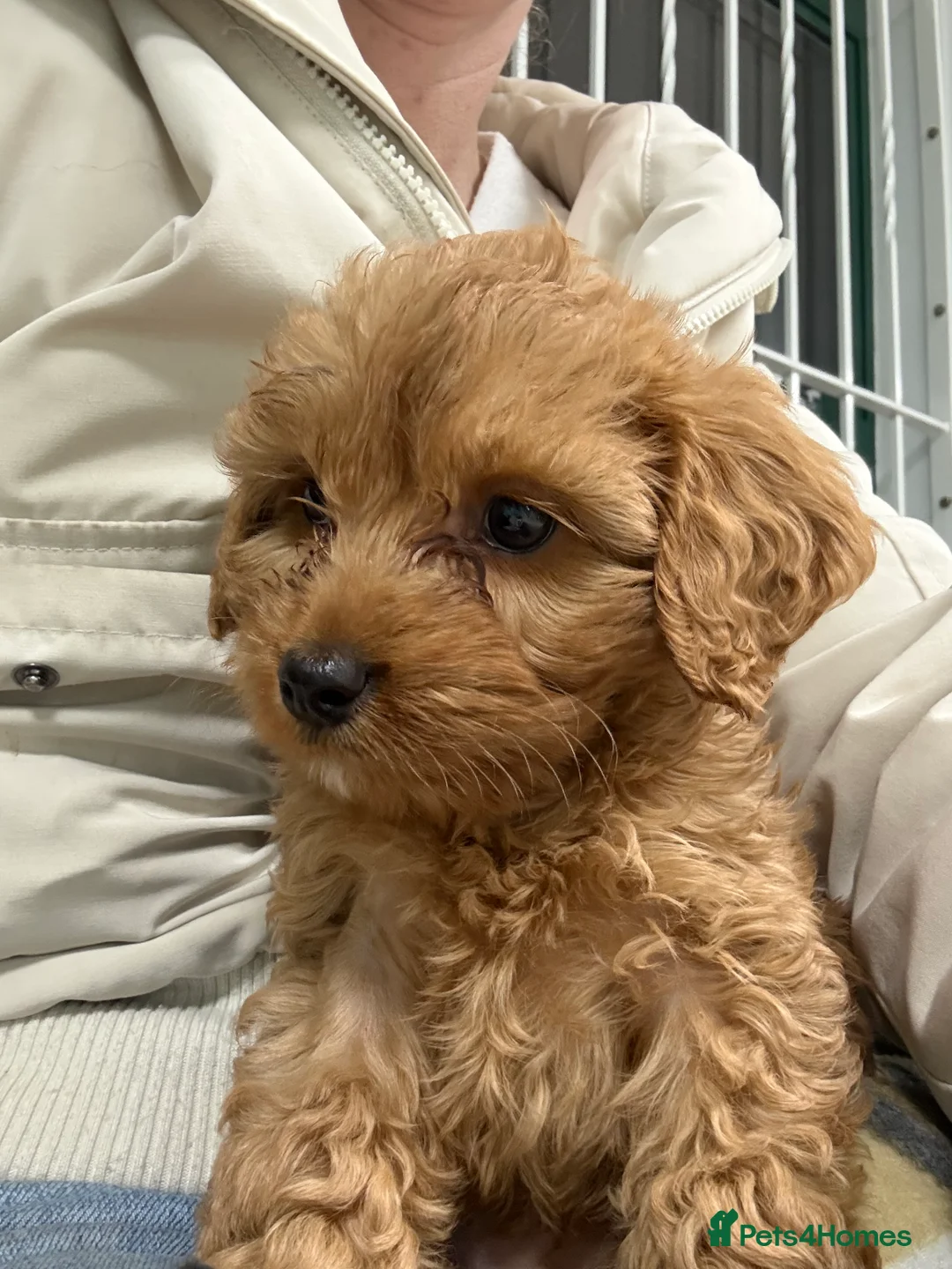 Cockapoo dogs for sale: Gorgeous Cockapoo puppies - Advert 4