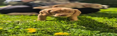 Cockerdor Puppy 5