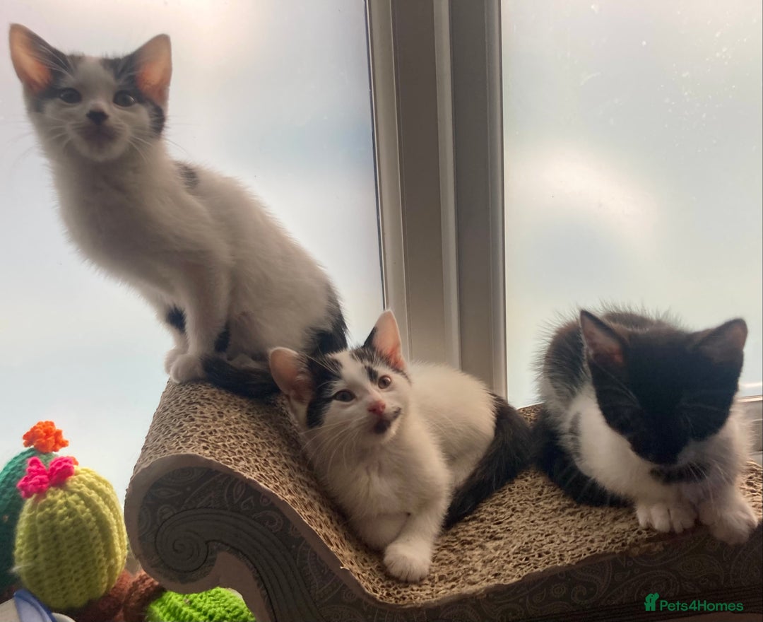 Domestic Shorthair cats for sale: Lovely funny little kittens  - Image 1