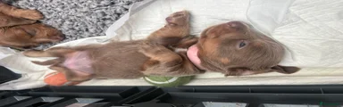 Miniature Dachshund 6