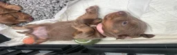 Miniature Dachshund dogs for sale: Long haired miniature dachshunds  in Liverpool - Advert 2