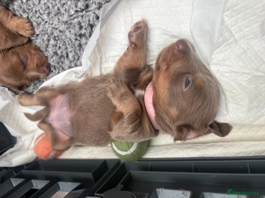 Miniature Dachshund dogs for sale: Long haired miniature dachshunds  in Liverpool - Advert 2