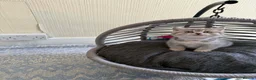 British Shorthair cats for sale: BSH kittens for sale  - Advert 14