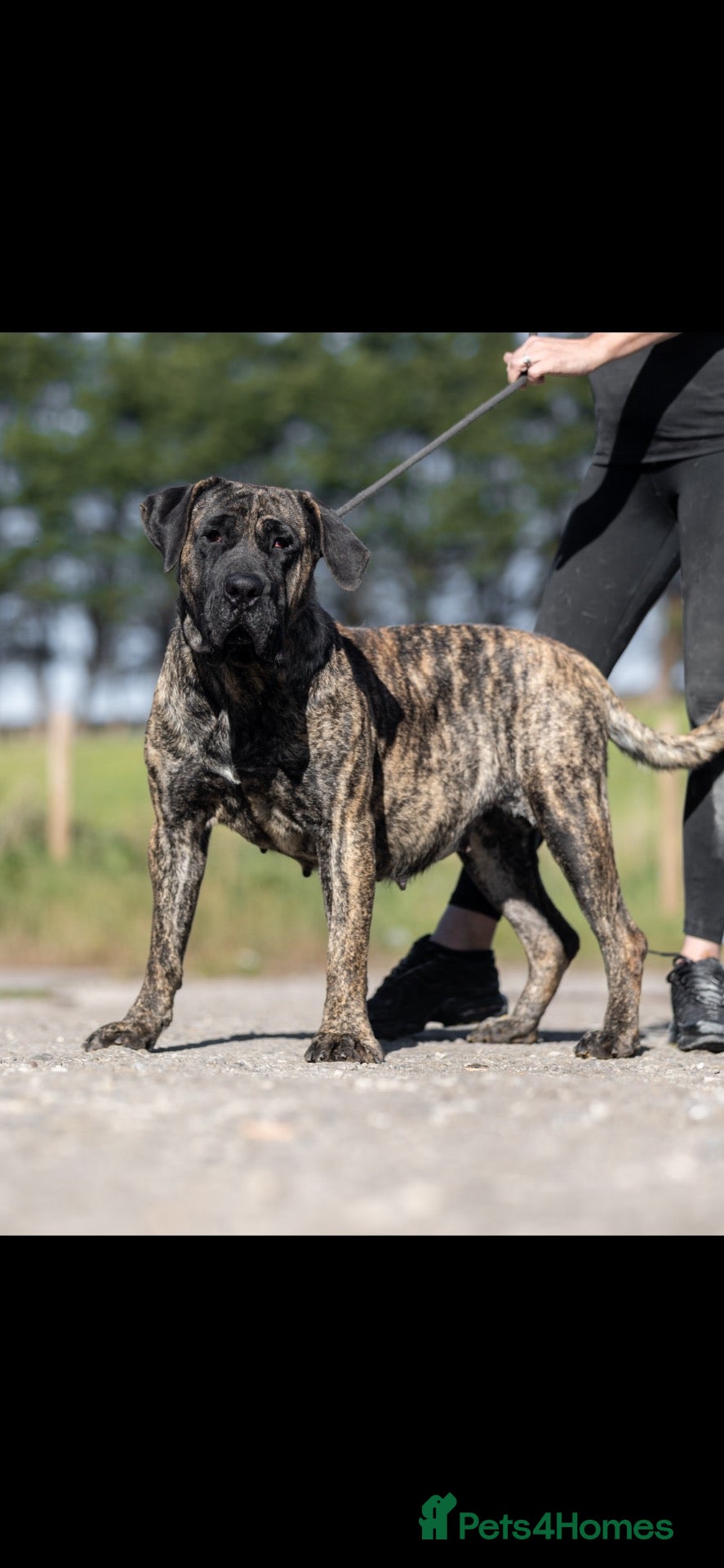 Presa Canario dogs for sale: Presa Canario pups  - Advert 2
