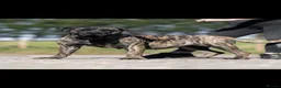 Presa Canario dogs for sale: Presa Canario pups  in Middlesbrough - Advert 3