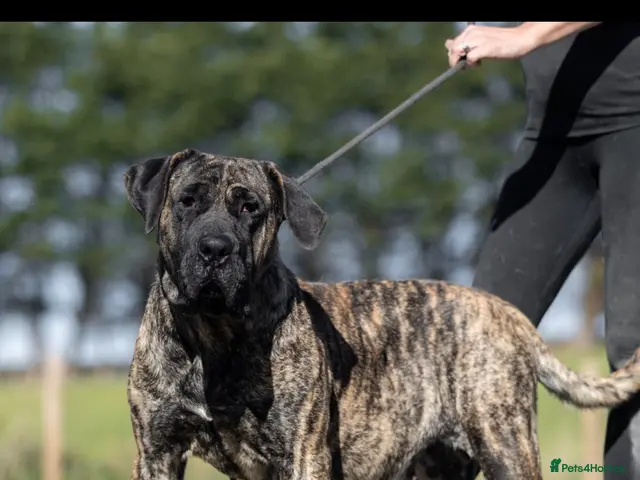 Presa Canario dogs for sale: Presa Canario pups - Advert 2
