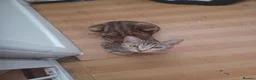 Bengal cats for sale: FREE to good home. 2 female cats - Advert 3