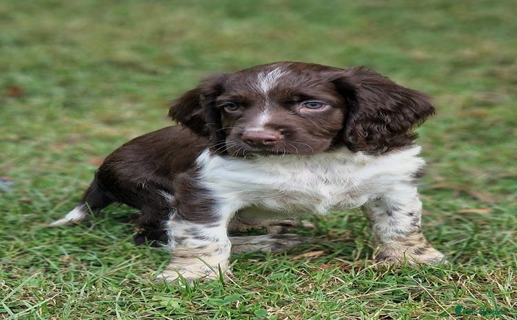 English Springer Spaniel dogs - Advert 12
