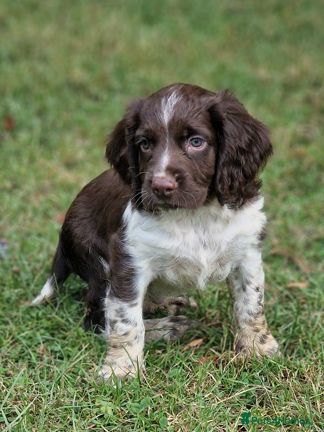English Springer Spaniel dogs for sale: A* English Springer Spaniel Puppies - Image 1