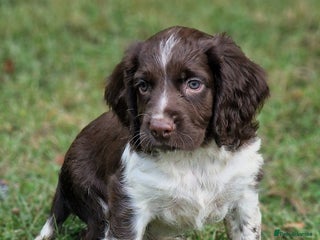English Springer Spaniel dogs - Advert 12