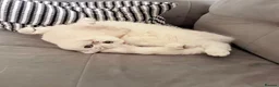 Scottish Fold cats for sale: White Scottish female looking for loving home - Advert 15