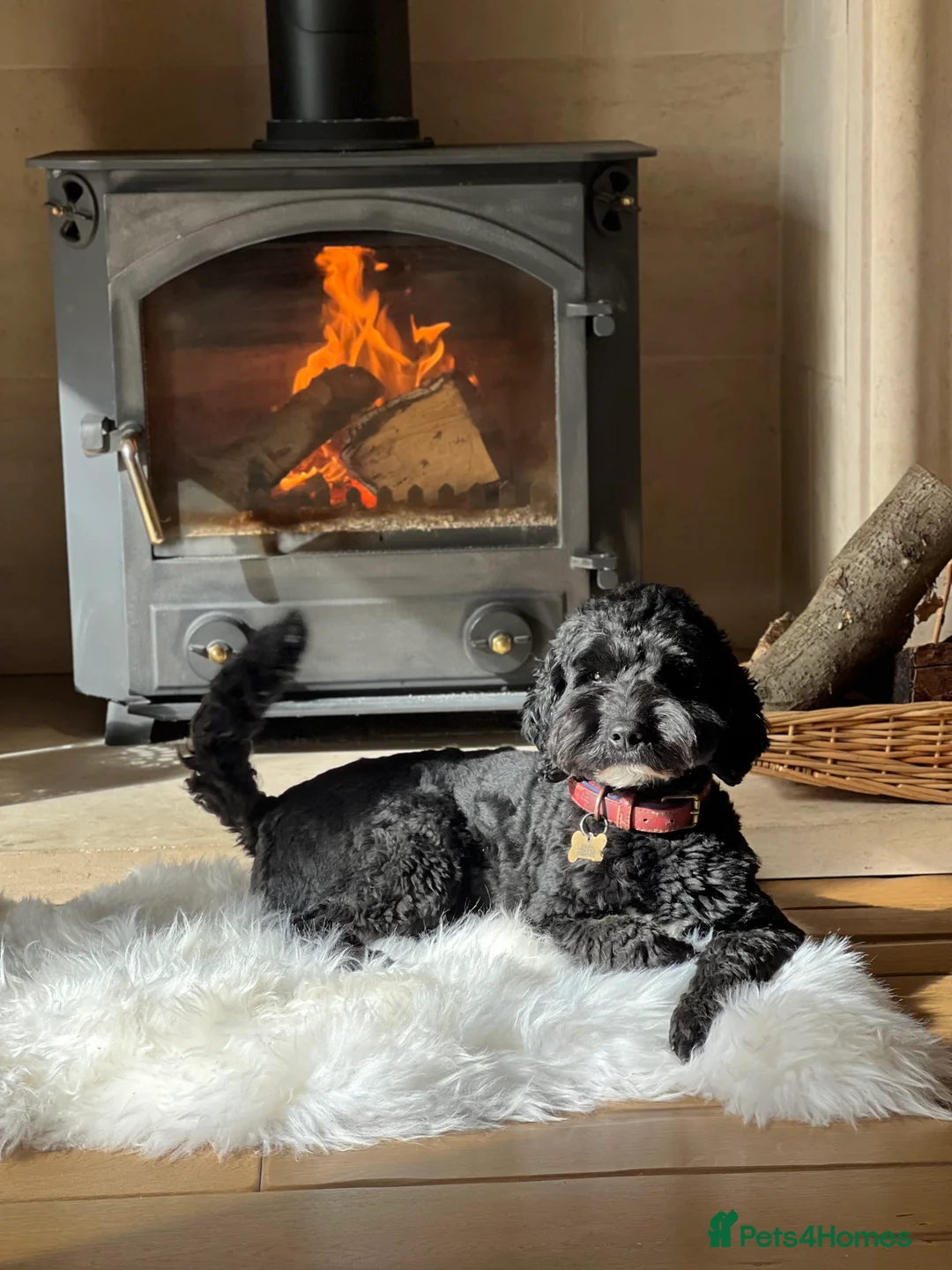 Australian Labradoodle dogs for sale: Five Australian Labradoodle puppies - Advert 15