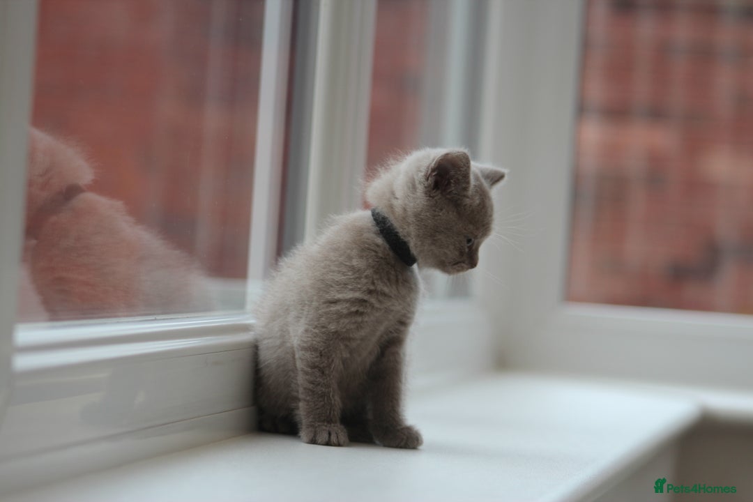 British Shorthair cats for sale: 🩶🐈🐾 Stunning BSH Kittens 🩶🐈🐾 - Image 29