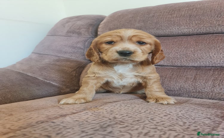 Cocker Spaniel dogs Golden Cocker Spaniel puppy (only girl available) - Advert 6