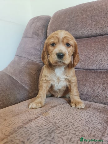 Cocker Spaniel dogs Golden Cocker Spaniel puppy (only girl available) - Advert 6