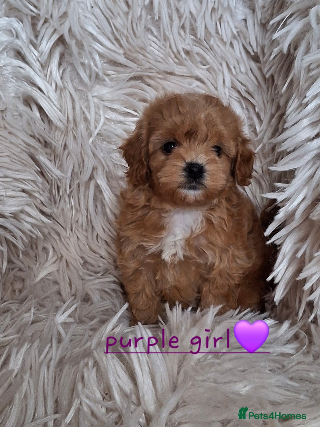 Cavapoochon dogs for sale: Top quality cavapoochons - Image 5