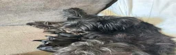 Cockapoo dogs for sale: 5 Gorgeous Cockapoo Puppies – 3 Boys, 2 Girls - Advert 1