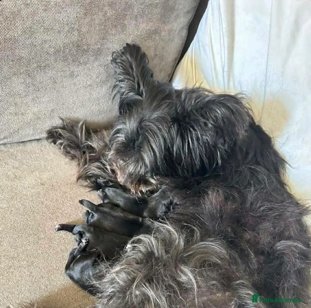 Cockapoo dogs for sale: 5 Gorgeous Cockapoo Puppies – 3 Boys, 2 Girls - Advert 1